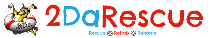 2DaRescue Banner
