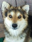 Image of adoptable dog