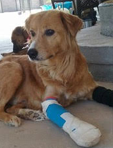 Image of a dog with bandaged legs